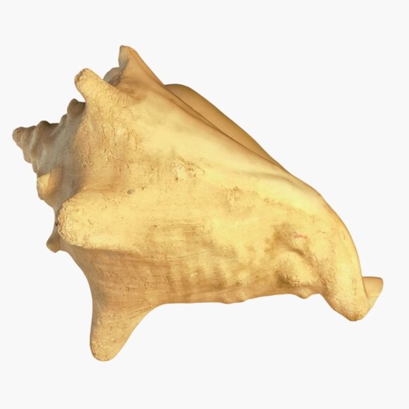 Large Natural Conch Shell - Picture 5 of 15